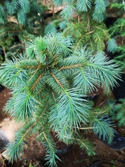 Picea chihuahuana