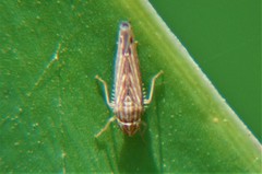 Sibovia