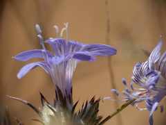 Eriastrum eremicum eremicum