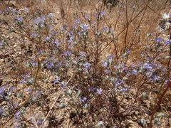 Eriastrum eremicum eremicum