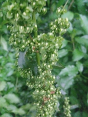 Rumex altissimus