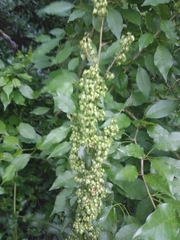 Rumex altissimus