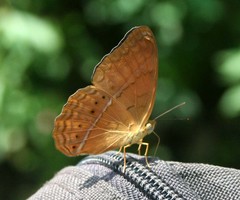 Cirrochroa surya siamensis