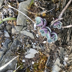 Phedimus subcapitatum