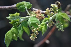 Bursera palmeri