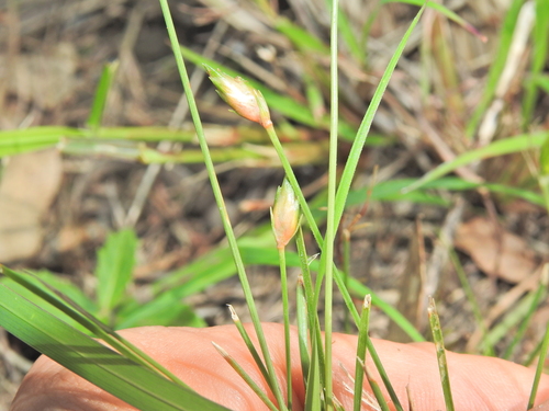 Image of Abildgaardia ovata by (c) Scott W. Gavins, some rights reserved (CC BY)