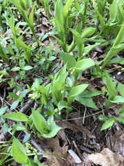 Convallaria majalis