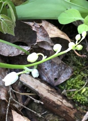 Convallaria majalis