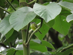 Todirostrum maculatum