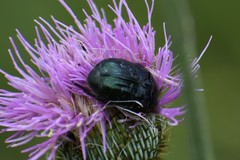 Euphoria sepulcralis