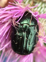 Euphoria sepulcralis