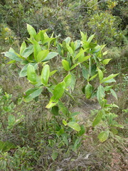 Hedyosmum bonplandianum