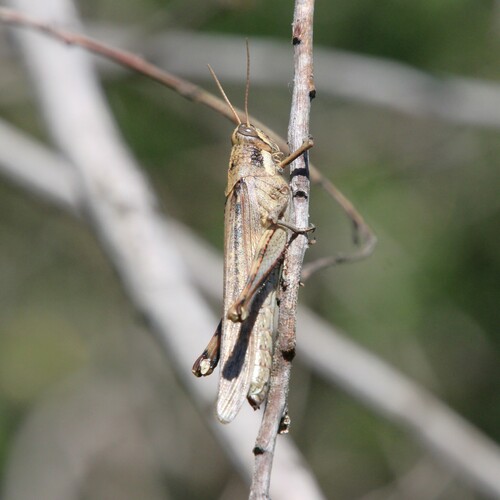 iNaturalist observation photo of Gray Bird Grasshopper