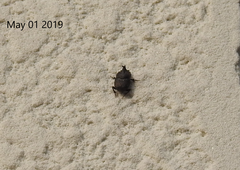 Onthophagus koryoensis