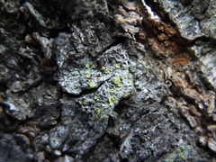 Lecanora fulvastra