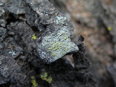 Lecanora fulvastra