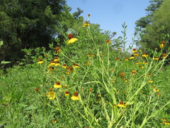 Helenium amphibolum