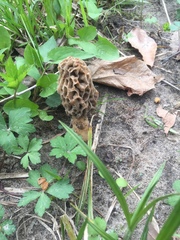 Morchella esculenta