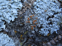 Caloplaca crocea