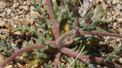 Gilia mexicana