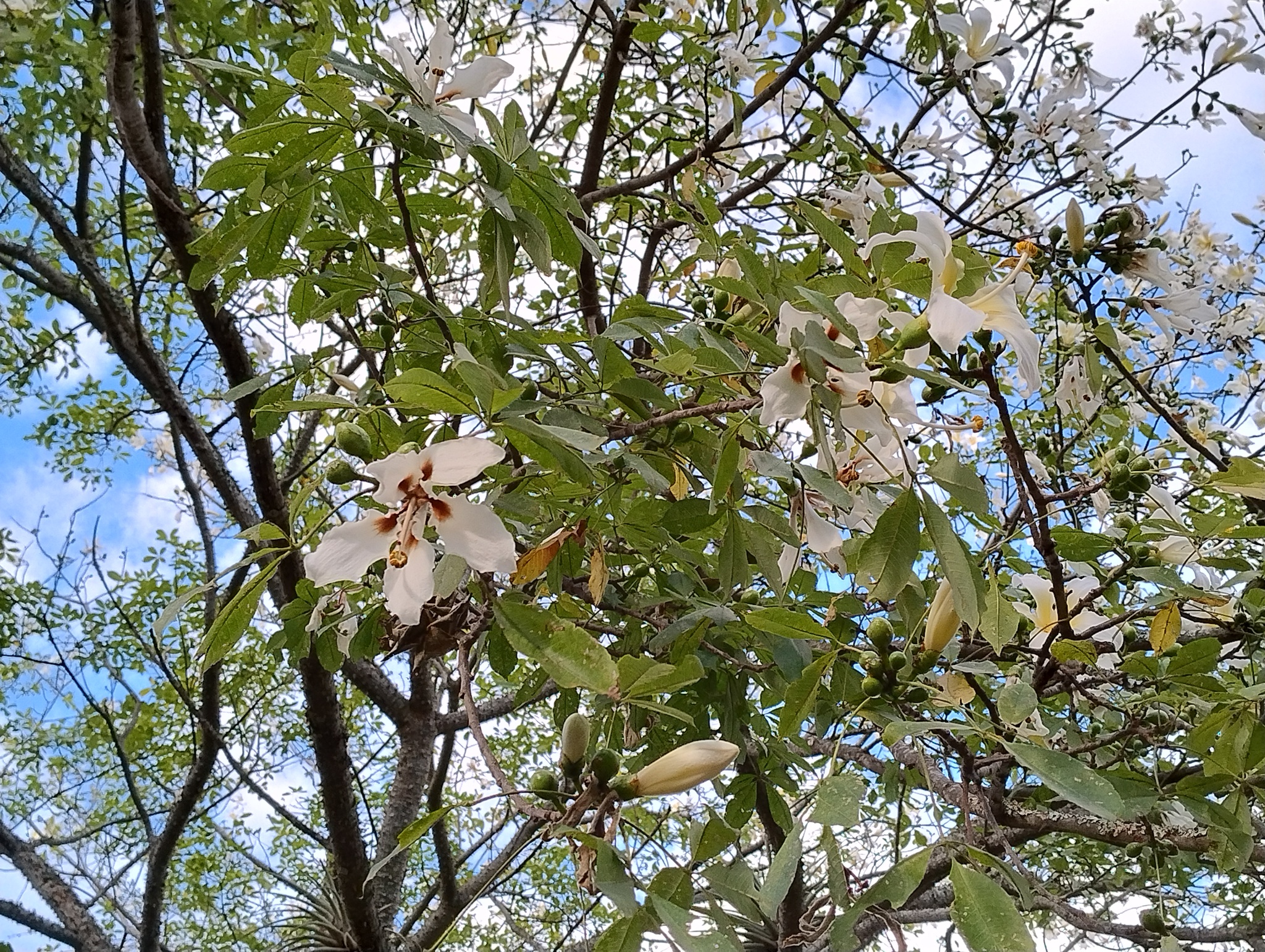 Ceiba insignis image