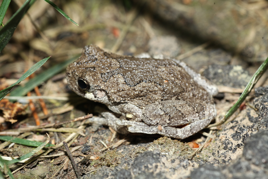 Gray Treefrog Species Complex from Loudoun County, VA, USA on April 29 ...