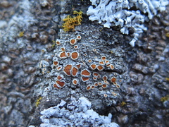 Caloplaca crocea