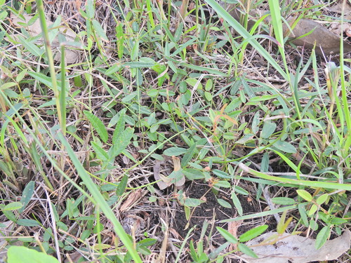 Image of Desmodium varians by (c) Scott W. Gavins, some rights reserved (CC BY)