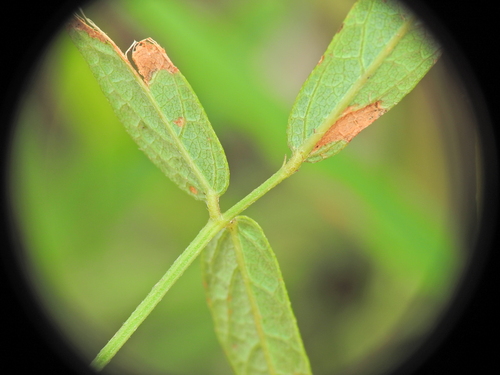 Image of Desmodium varians by (c) Scott W. Gavins, some rights reserved (CC BY)