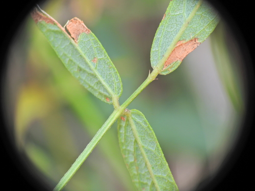 Image of Desmodium varians by (c) Scott W. Gavins, some rights reserved (CC BY)