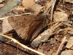 Erynnis juvenalis juvenalis
