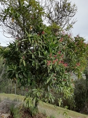 Miconia notabilis