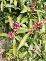 Miconia notabilis