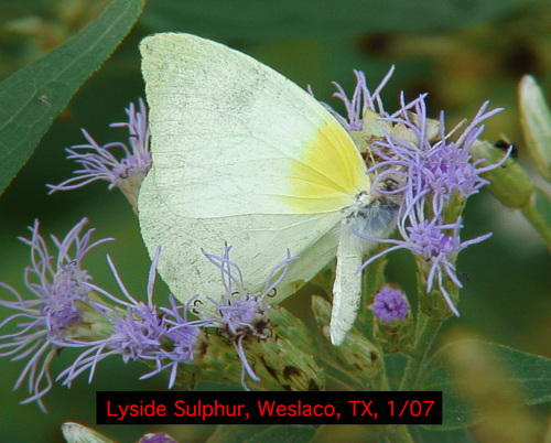Lyside Sulphur