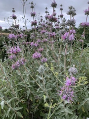 Salvia leucophylla