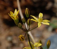 Triteleia ixioides anilina