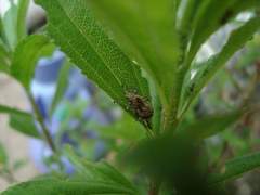 Pantomorus postfasciatus