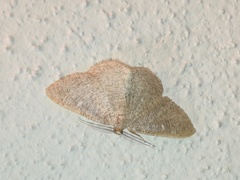 Pterospoda kunzei
