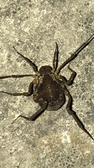 Erginulus subserialis