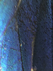 Parrhasius moctezuma