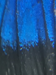 Parrhasius moctezuma