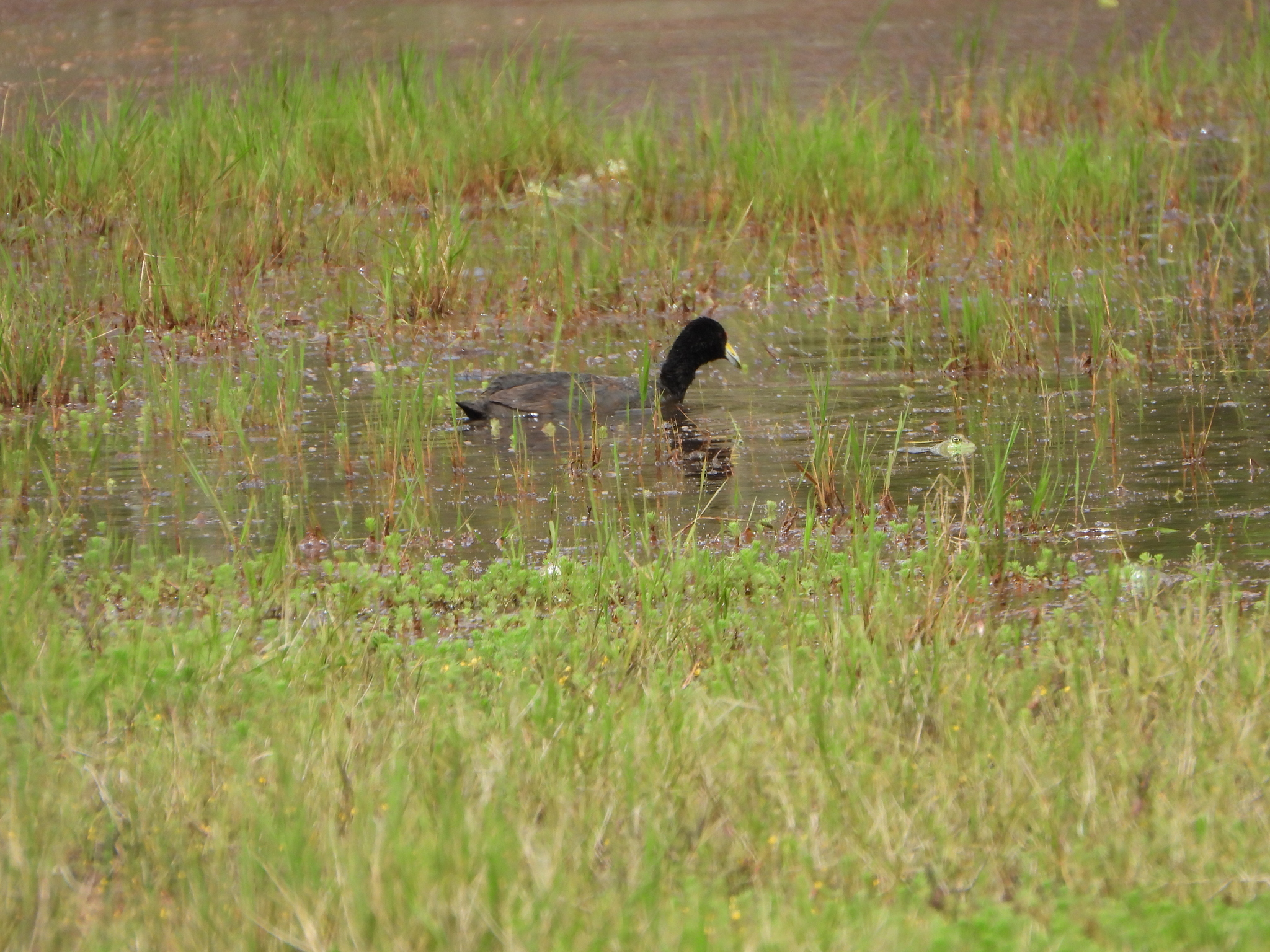 Fulica ardesiaca image