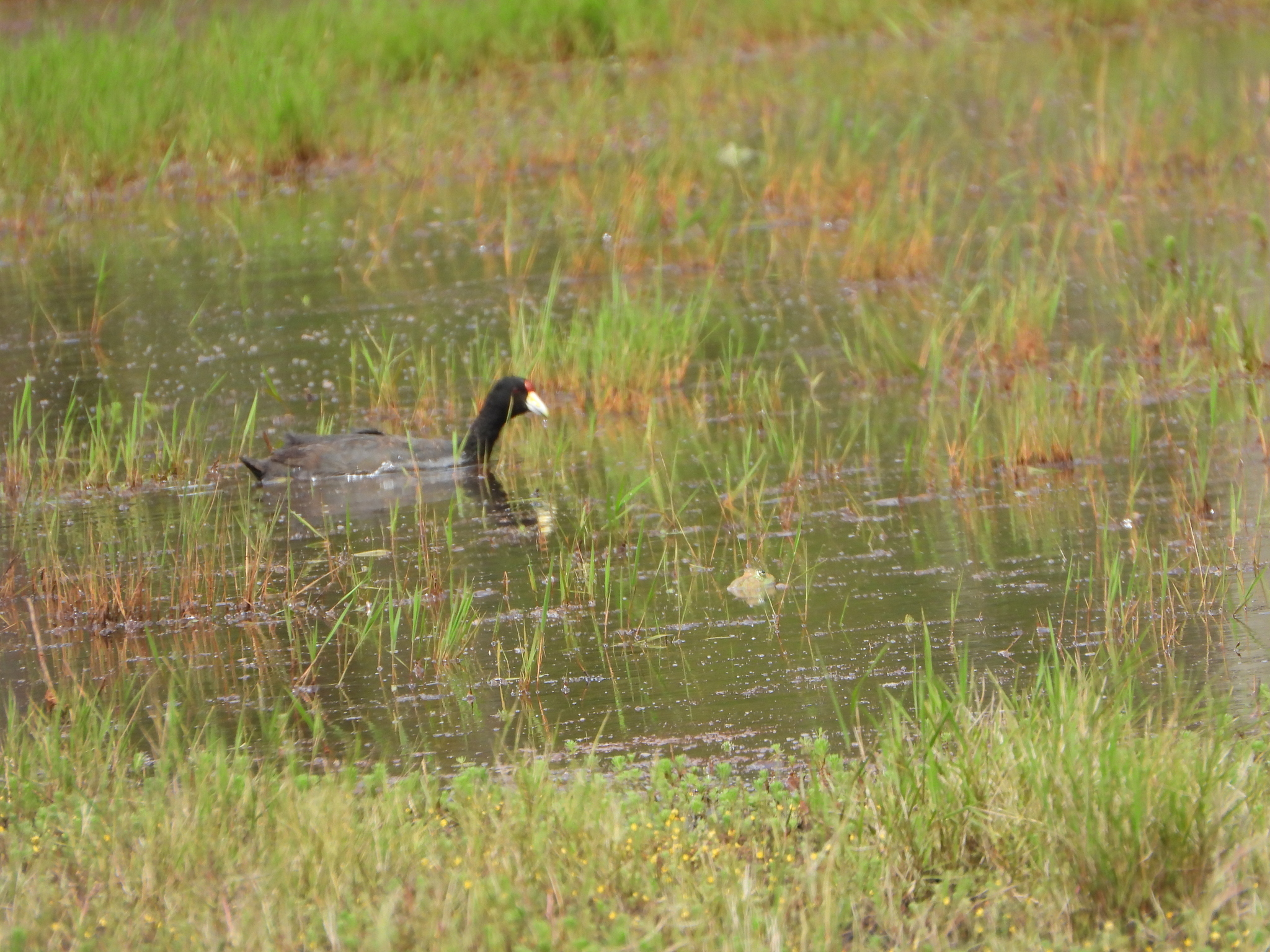 Fulica ardesiaca image