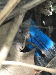 Parrhasius moctezuma