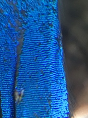 Parrhasius moctezuma