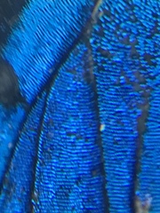 Parrhasius moctezuma