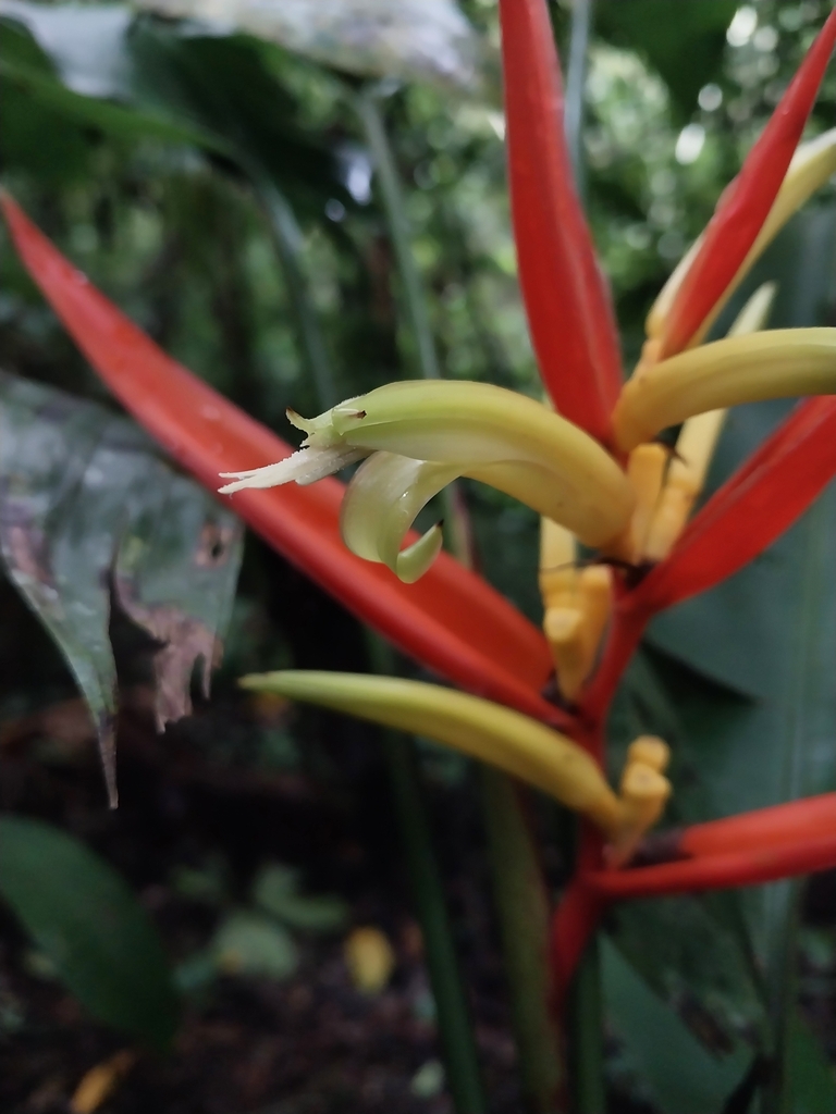 Heliconia montana; photograph Jorge Enrique Mogollón, CC BY, iNaturalist via GBIF
