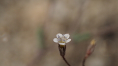 Gilia mexicana