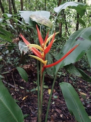 Jorge Enrique Mogollón, CC BY, iNaturalist via GBIF Heliconia montana, photograph Jorge Enrique Mogollón, CC BY, iNaturalist via GBIF