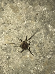 Erginulus subserialis